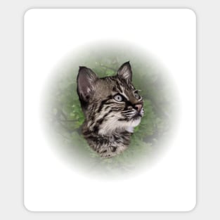 Bobcat cub Sticker